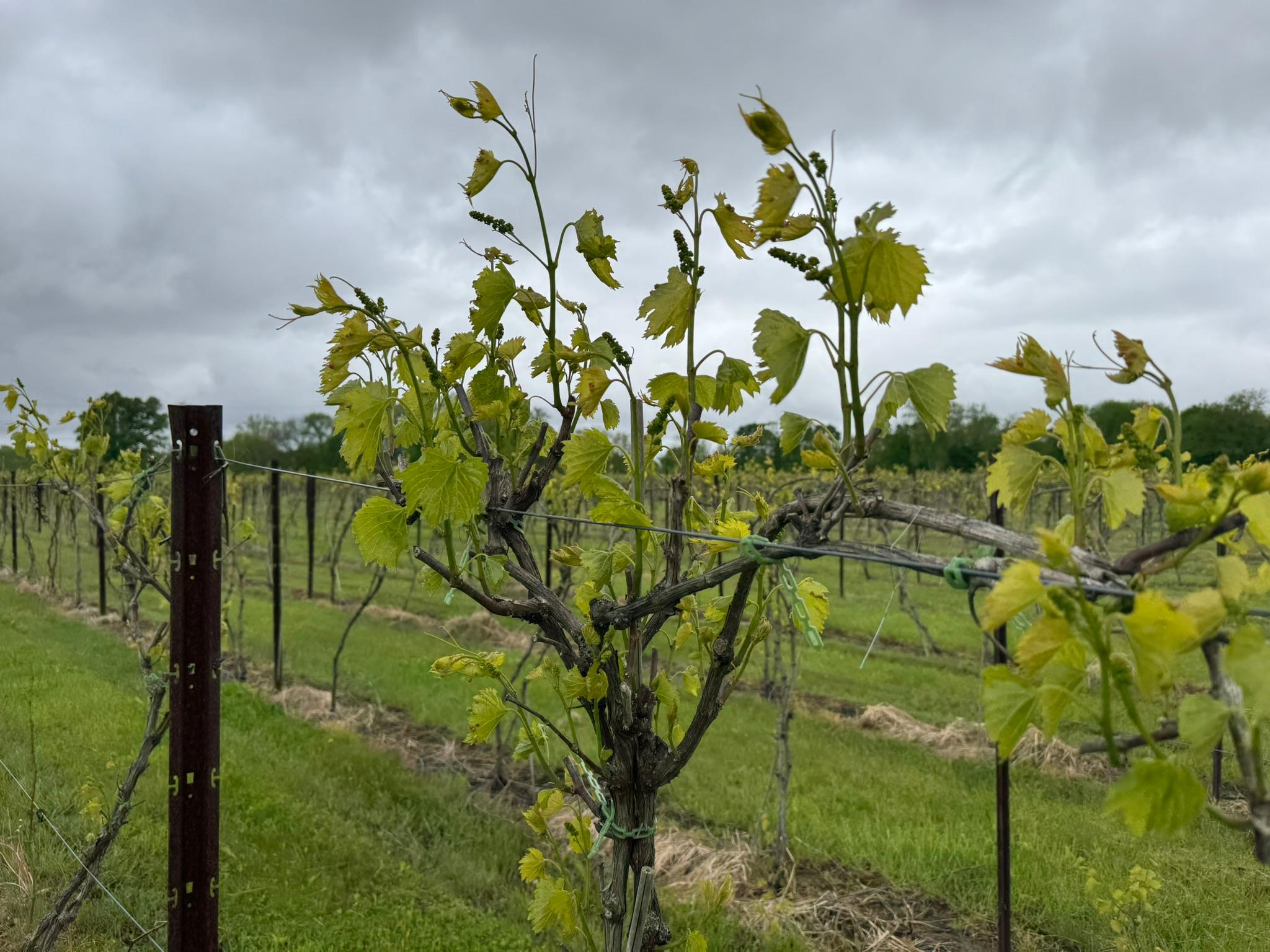 Grape Marquette Youngblood May 22.JPEG